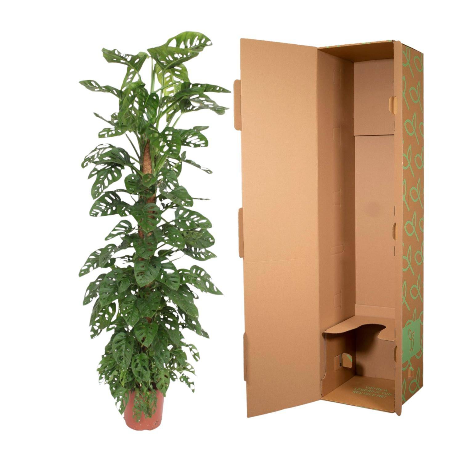 Monstera 'Monkey Leaf' – mit Moosstab – 170 cm – Ø27 - Botanic-Vibes