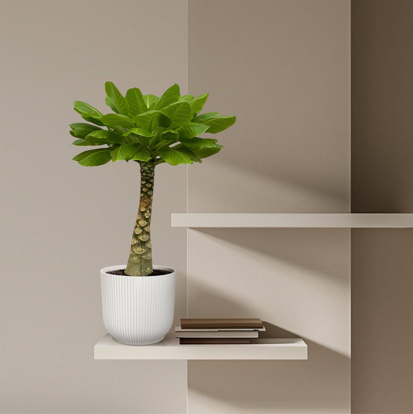 Birghamia Insignis – 25 cm – ø12 - Botanic-Vibes
