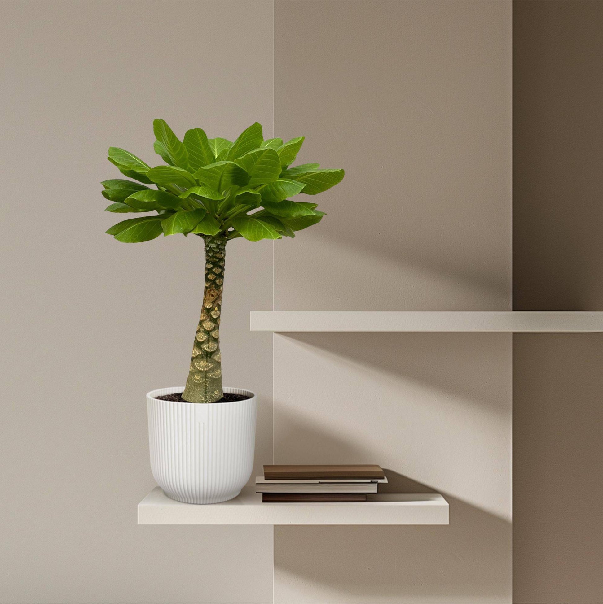 Birghamia Insignis – 25 cm – ø12 - Botanic-Vibes