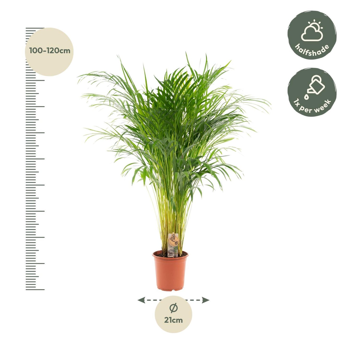 Areca-Palme – Ø21 cm – 110 cm