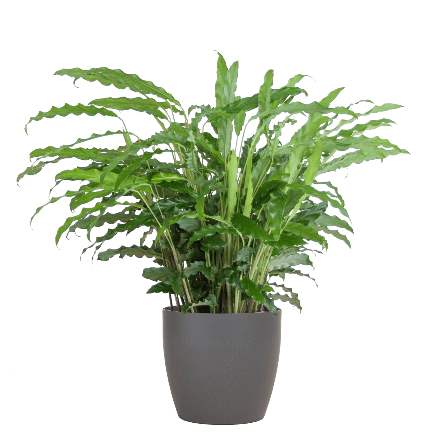 Calathea Rufibarba mit Viber Grau - 55cm - Ø17 - Botanic-Vibes