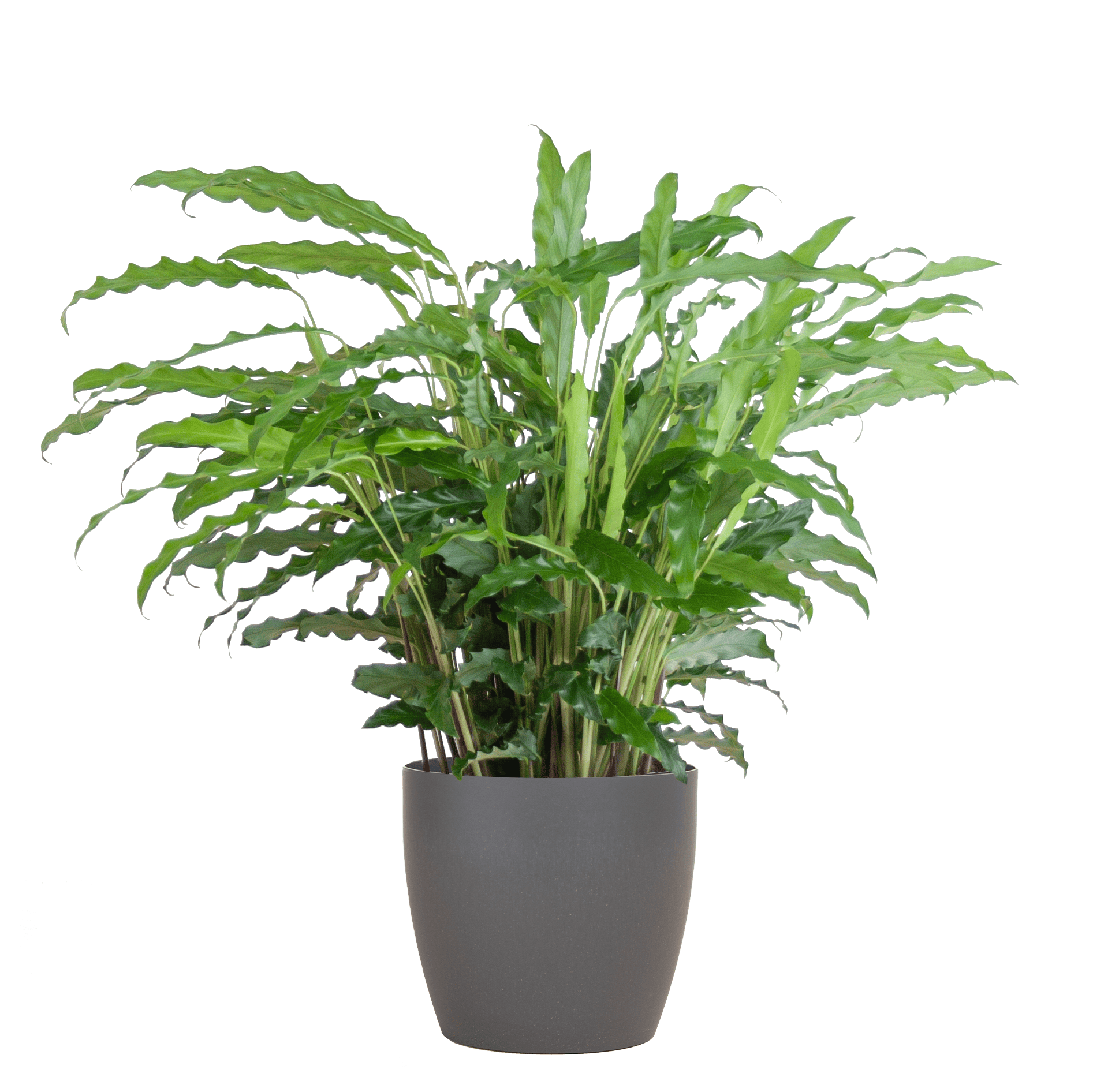 Calathea Rufibarba mit Viber Grau - 55cm - Ø17 - Botanic-Vibes