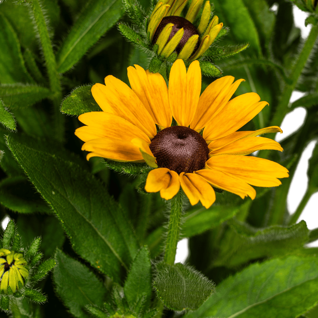 Rudbeckia Summerina Ø19cm - ↕45 - 60cm - Botanic-Vibes