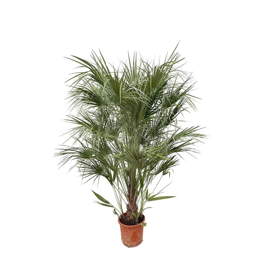 Chamaerops humilis Busch – 170 cm – Ø30 - Botanic-Vibes
