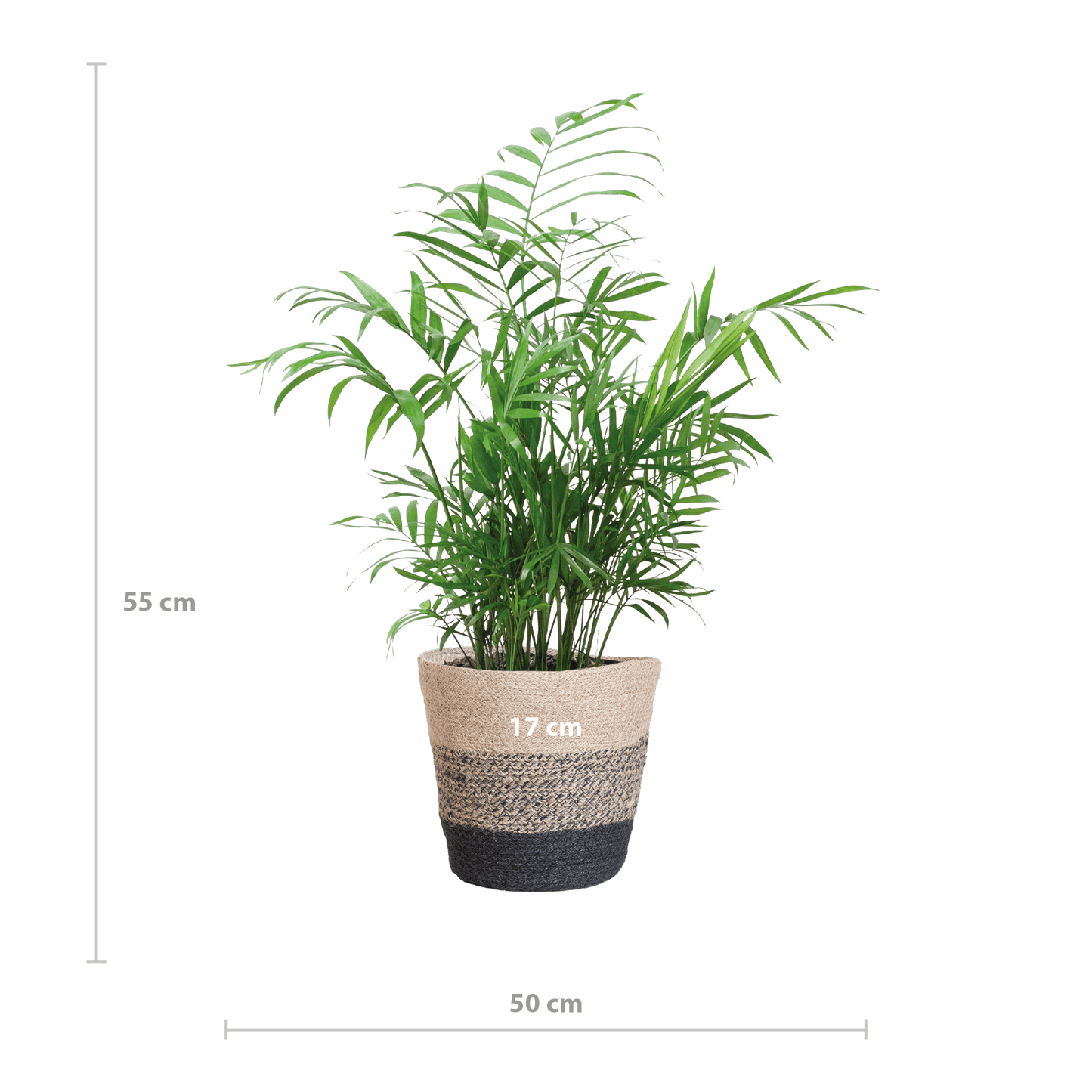 Chamadorea Elegans met Mand Lissabon Schwarz - 55cm - Ø17 - Botanic-Vibes