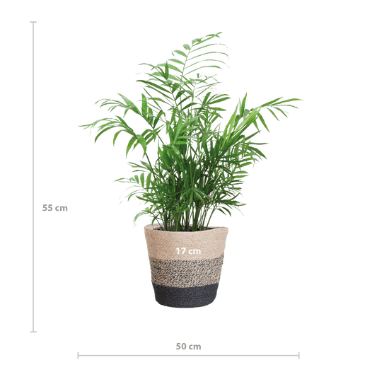 Chamadorea Elegans met Mand Lissabon Schwarz - 55cm - Ø17 - Botanic-Vibes