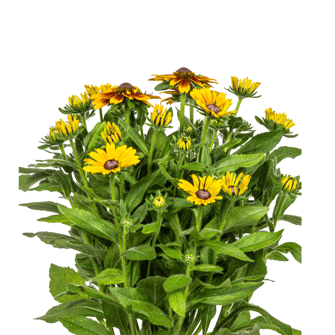 Rudbeckia Summerina Ø19cm - ↕45 - 60cm - Botanic-Vibes