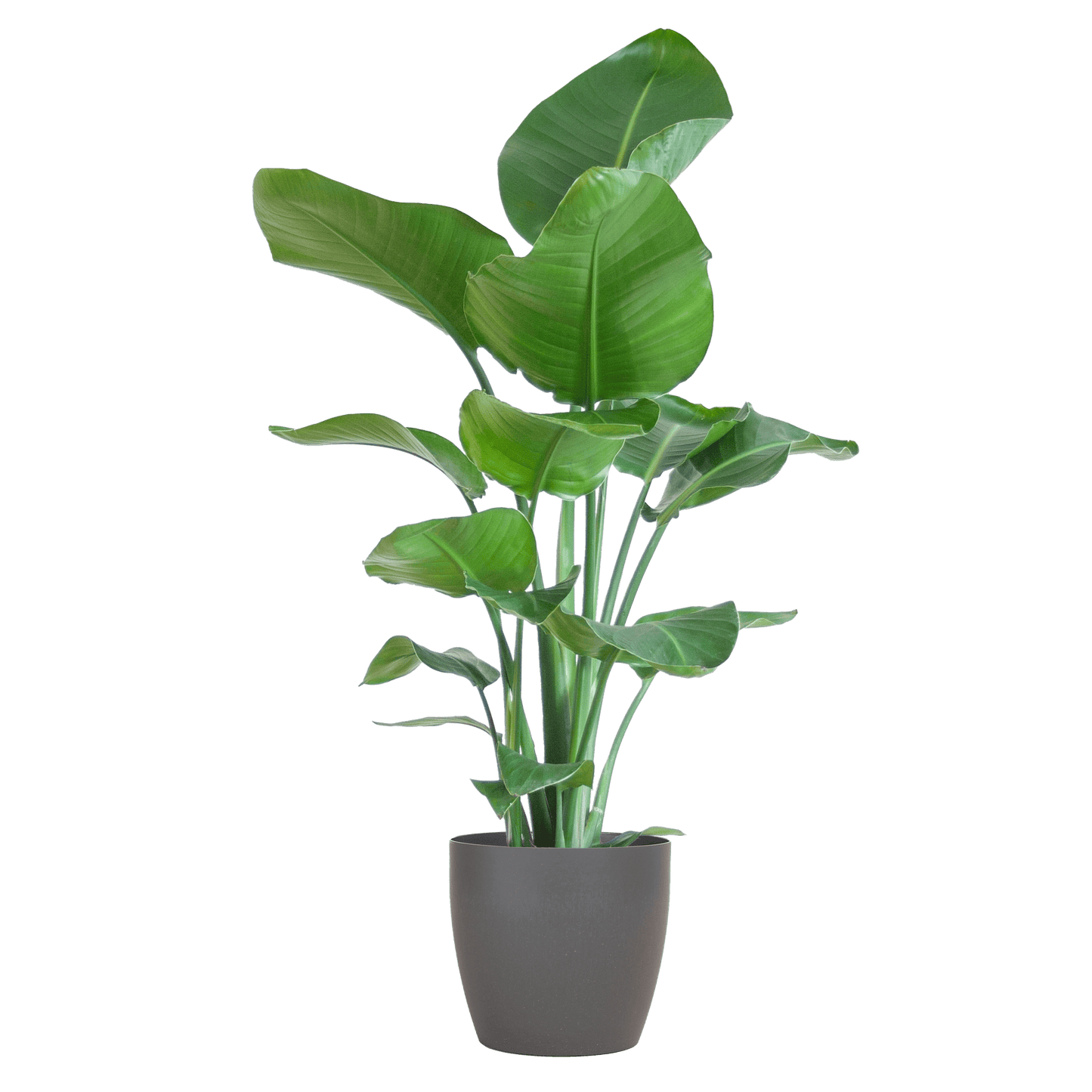 Strelitzia Nicolai mit Viber-Topf Grau – 80 cm – Ø21 - Botanic-Vibes