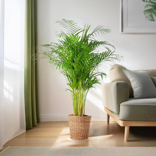 Areca-Palme (Dypsis) XL mit Korb Torun – 120 cm – Ø24 - Botanic-Vibes