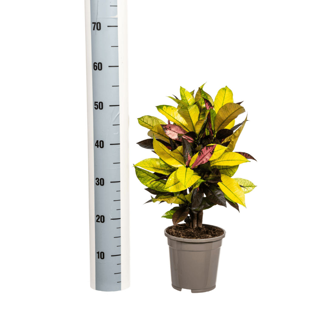 Codiaeum 'Croton' Iceton Ø17cm - ↕40 - 60cm - Botanic-Vibes