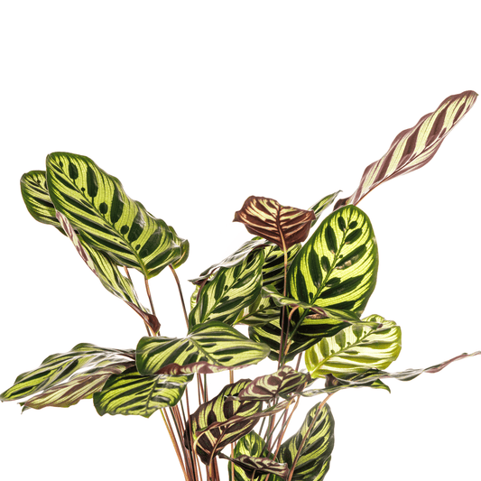 Calathea Makoyana Ø17cm - ↕40 - 50cm - Botanic-Vibes