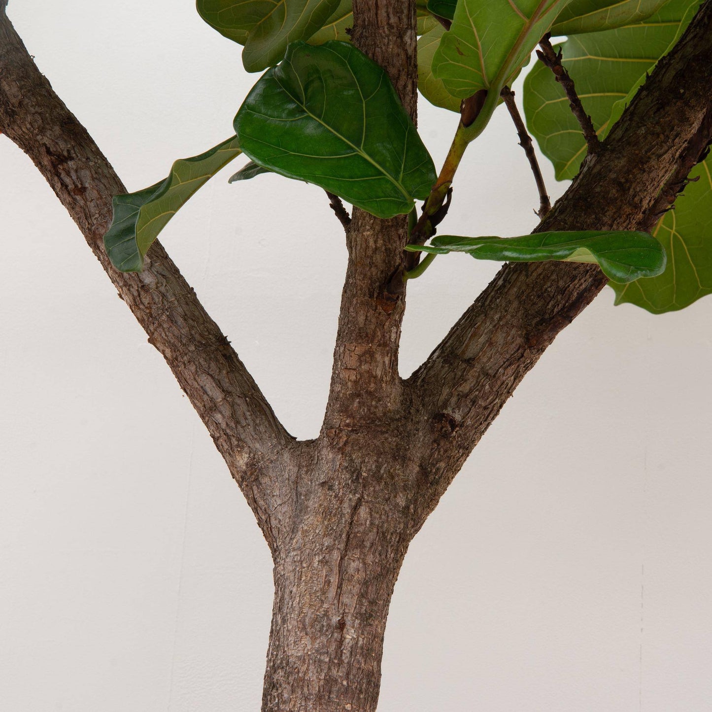 Ficus lyrata Baum XXXL – 270 cm – Ø45 - Botanic-Vibes