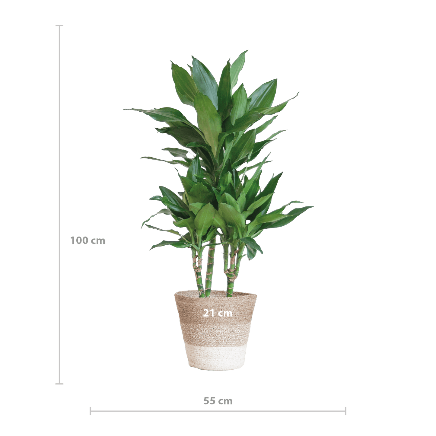 Dracaena  Janet Lindt mit Pflanzkorb Lissabon weiß  - 95cm - Ø21 - Botanic-Vibes