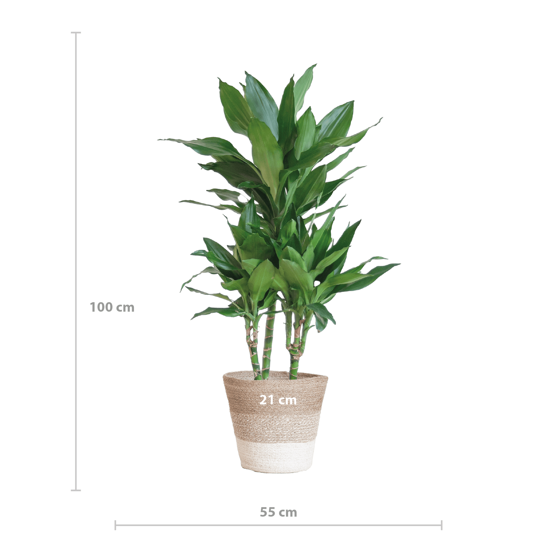 Dracaena  Janet Lindt mit Pflanzkorb Lissabon weiß  - 95cm - Ø21 - Botanic-Vibes