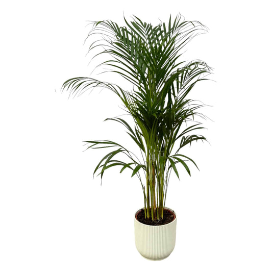 Areca-Palme – 110 cm – Ø21 inklusive elho Vibes Fold Round Weiß D22×H20 - Botanic-Vibes