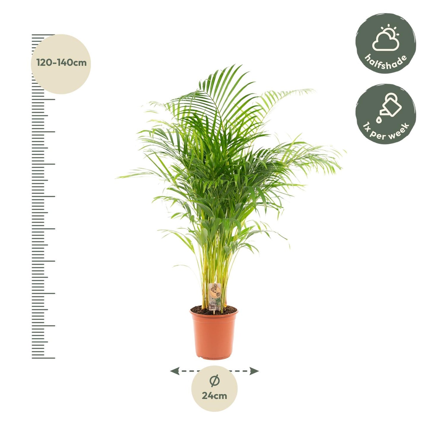 Areca-Palme – Ø21 cm – 130 cm