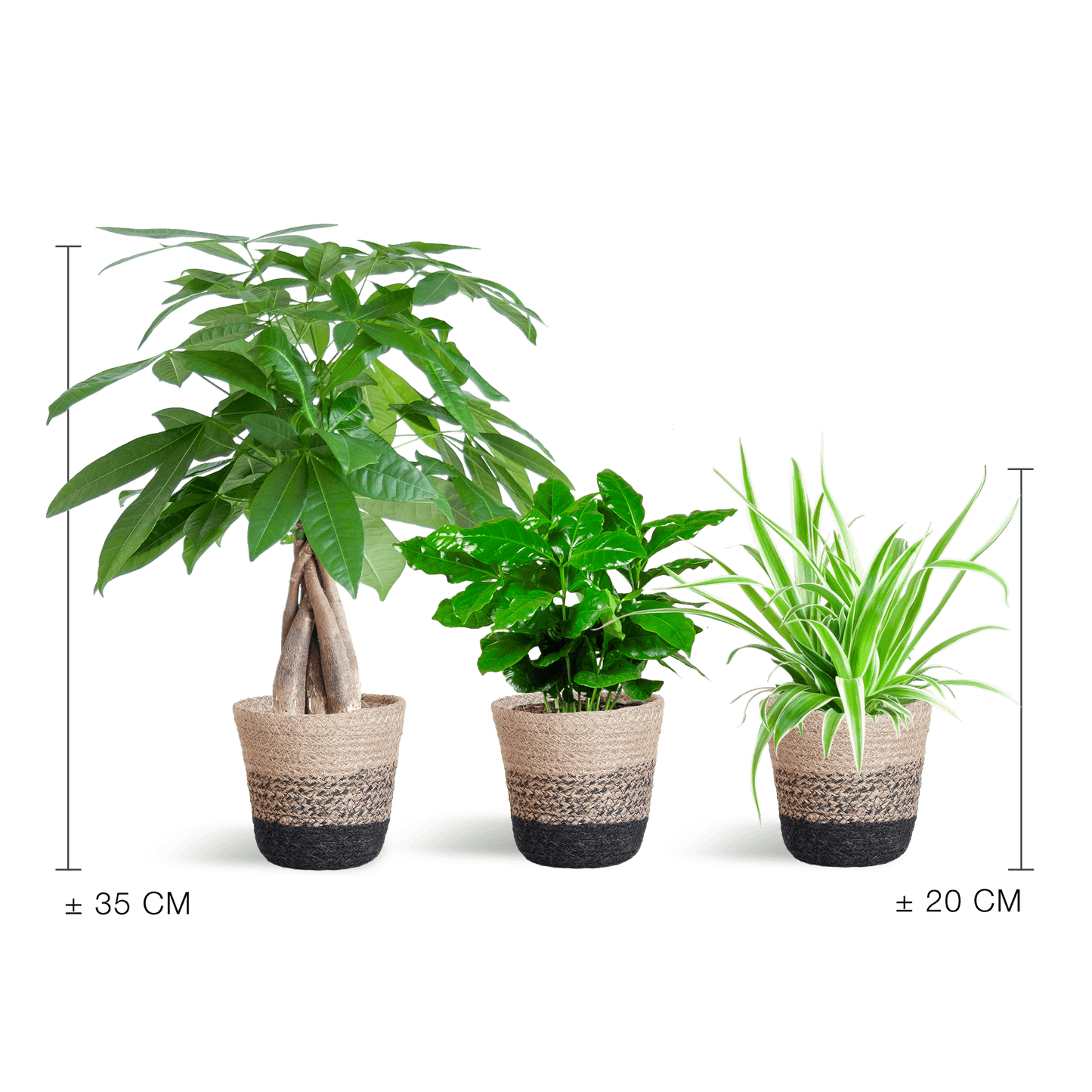 Tierfreundlicher Pflanzenkasten - klein - mit Korb Lissabon schwarz - Ø12 - Botanic-Vibes