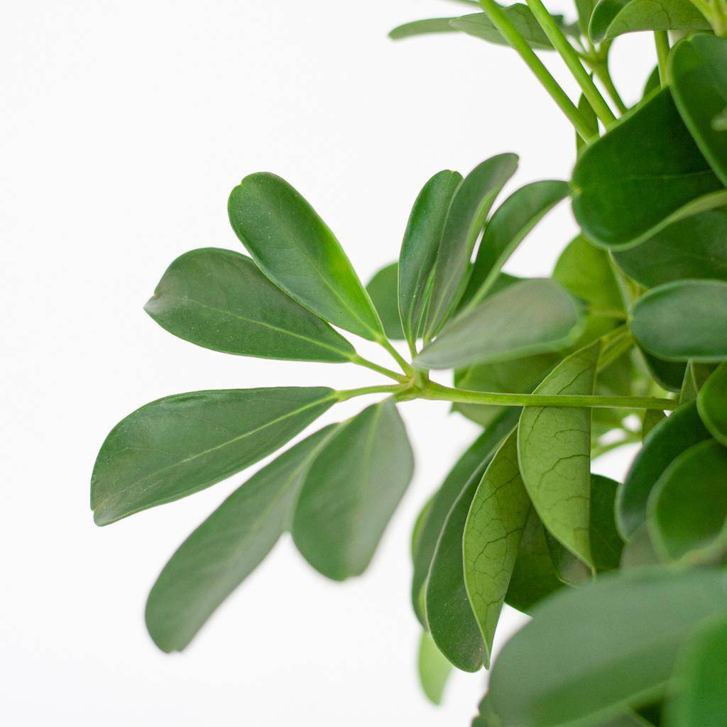 Schefflera Arab Nora mit Pflanzkorb Lissabon weiß  - 70cm - Ø21 - Botanic-Vibes