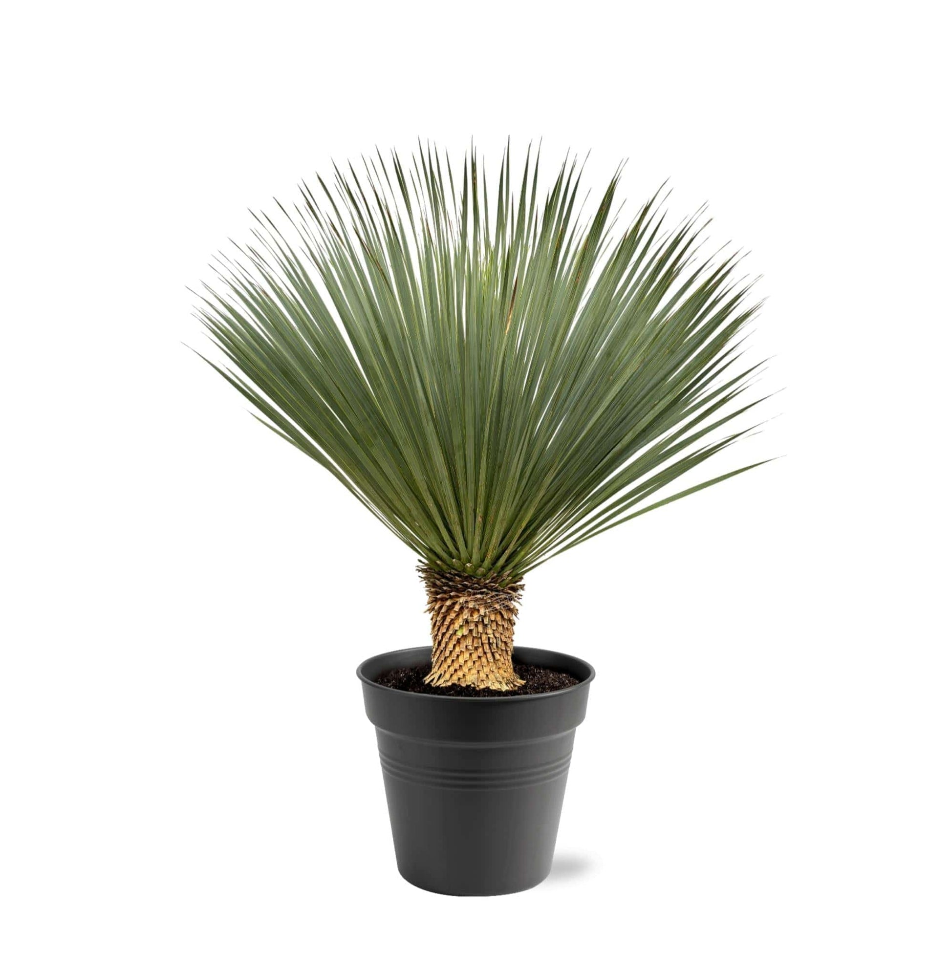 Yucca Rostrata – 100–120 cm – Ø40 - Botanic-Vibes