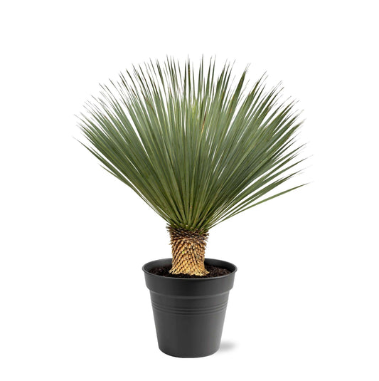 Yucca Rostrata – 100–120 cm – Ø40 - Botanic-Vibes