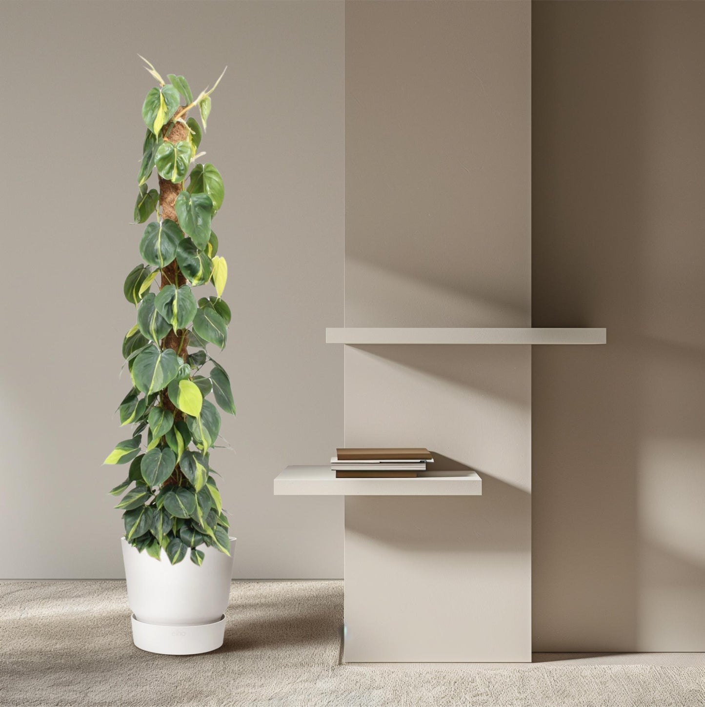 Philodendron scandens ‚Brasil‘ – mit Moosstab – 150 cm – Ø27