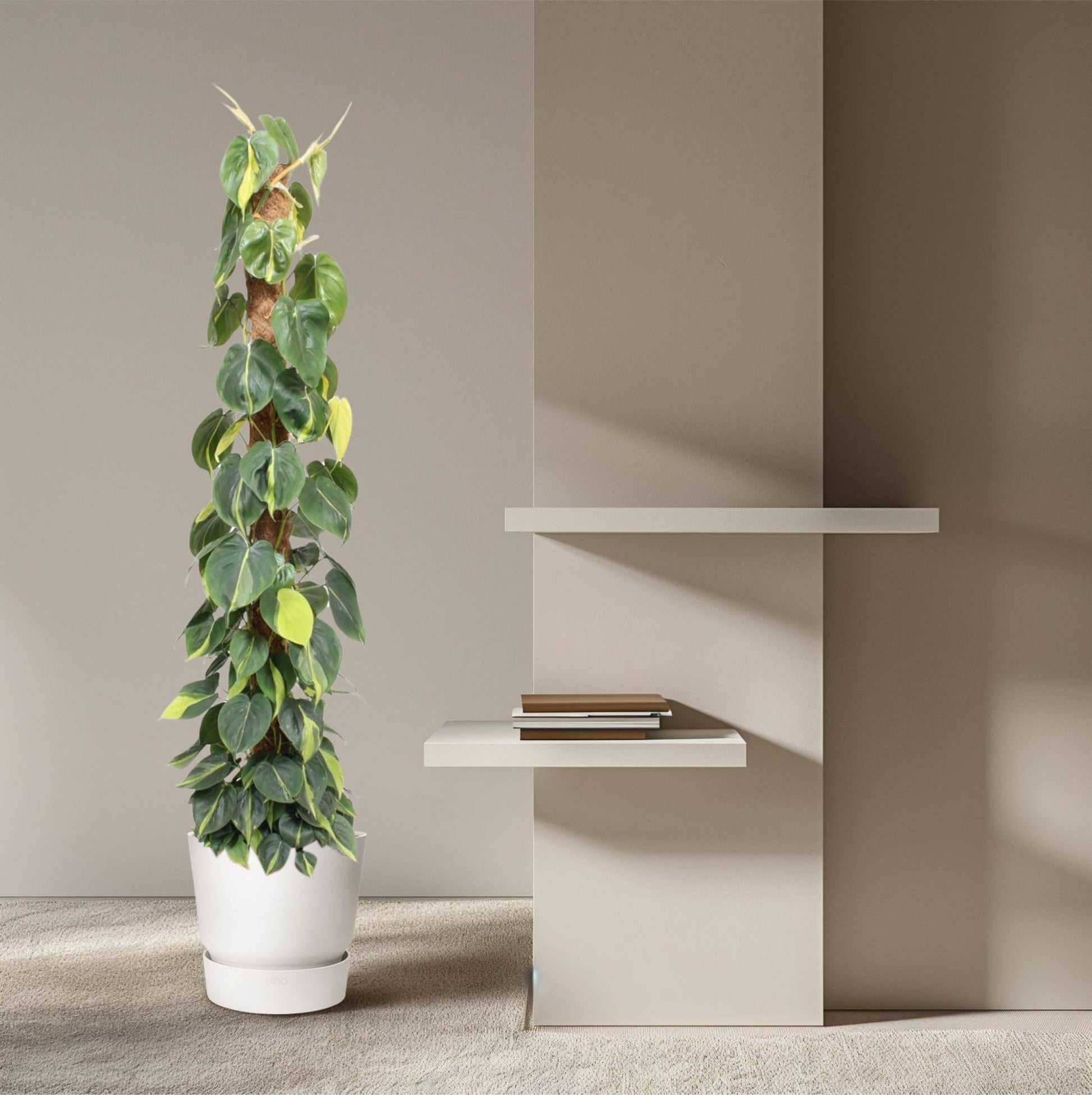 Philodendron scandens ‚Brasil‘ – mit Moosstab – 150 cm – Ø27 - Botanic-Vibes
