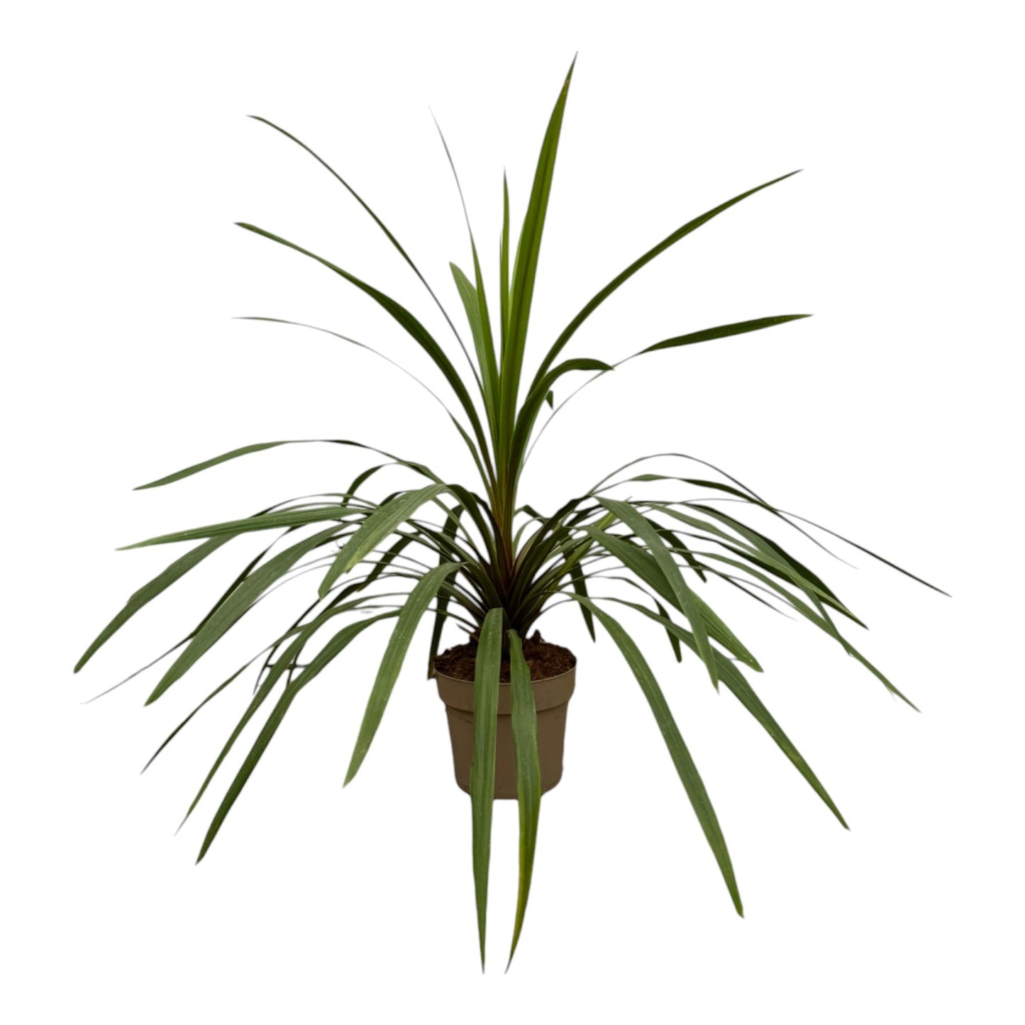 Cordyline peko – 90 cm – Ø24