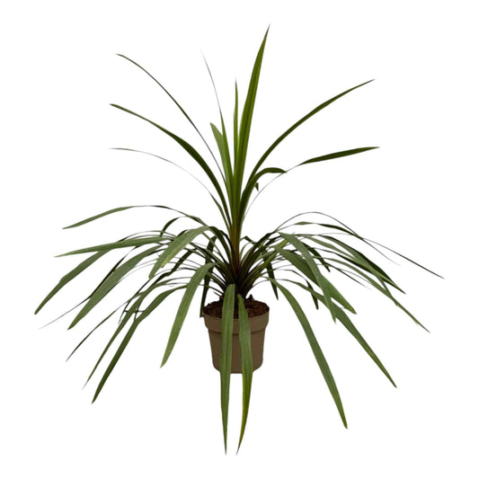 Cordyline peko – 90 cm – Ø24 - Botanic-Vibes
