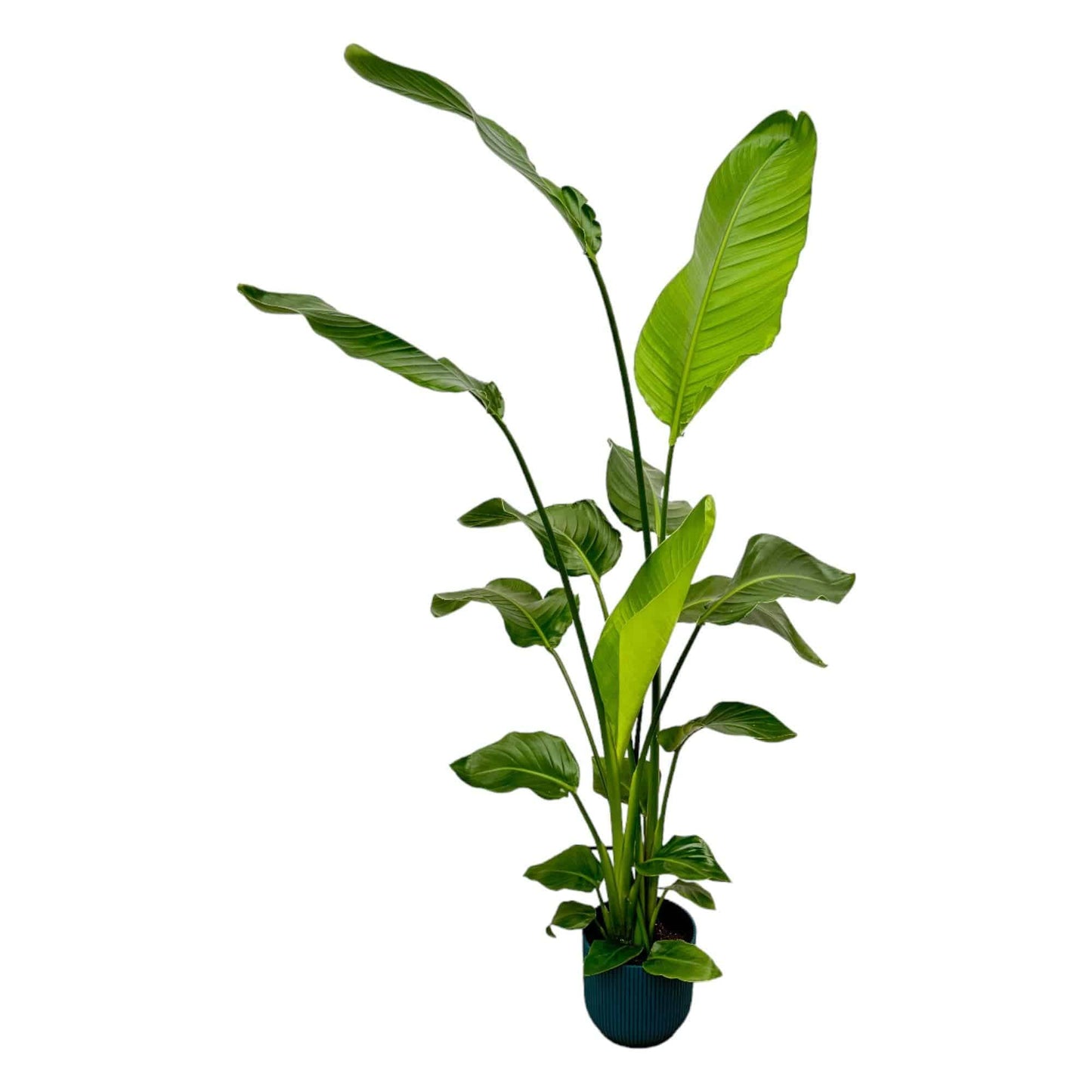 Strelitzia nicolai inklusive elho Vibes Fold Round blau – 130 cm – Ø18 - Botanic-Vibes