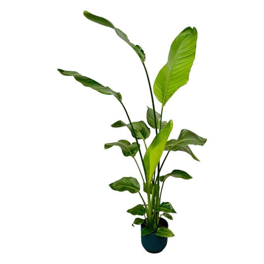Strelitzia nicolai inklusive elho Vibes Fold Round blau – 130 cm – Ø18 - Botanic-Vibes