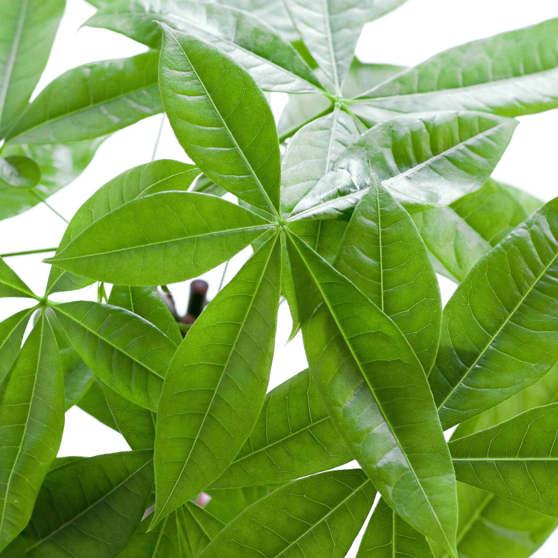 Pachira Aquatica mit Pflanzkorb Lissabon weiß  - 80cm - Ø21 - Botanic-Vibes