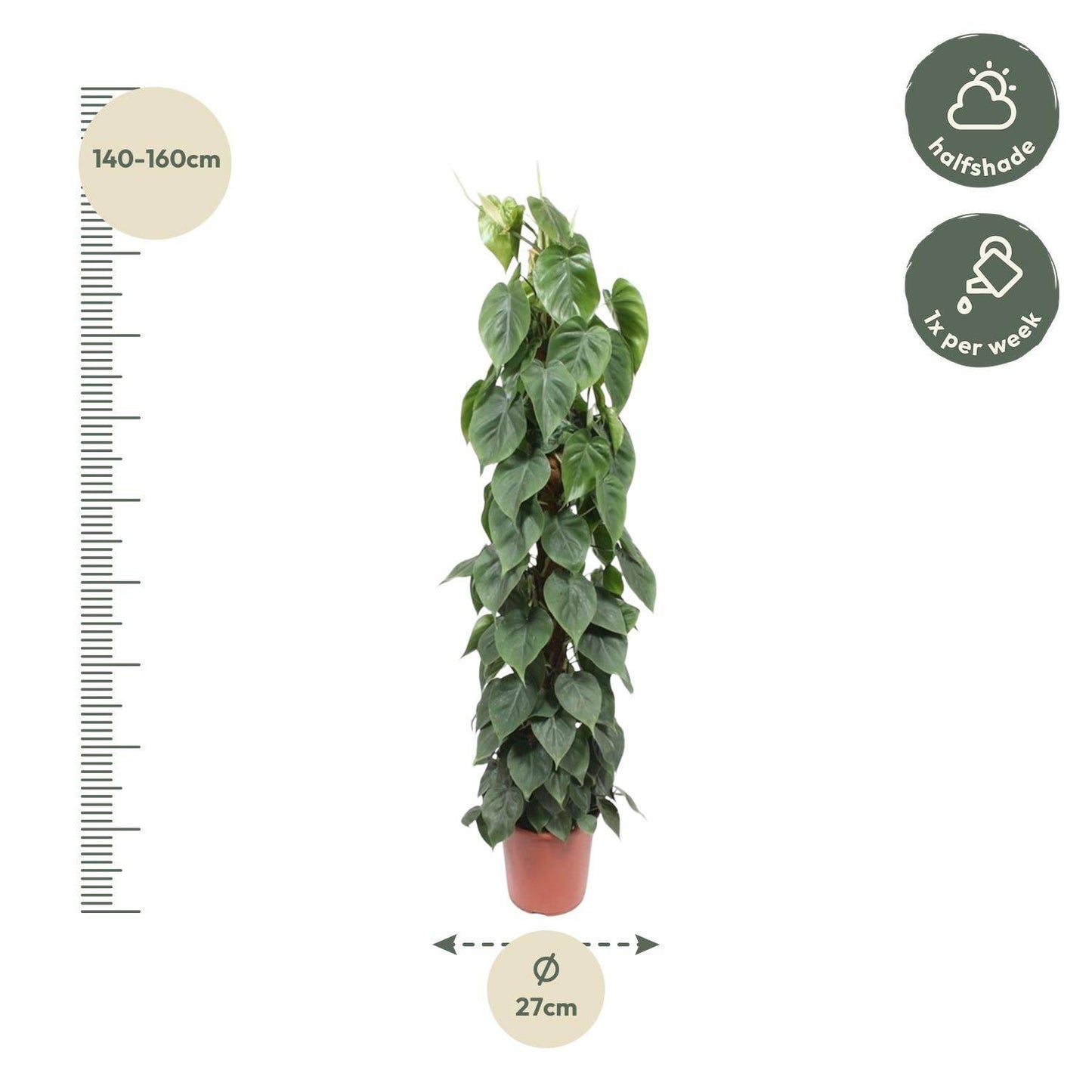 Philodendron scandens – mit Moosstab – 150 cm – Ø27 - Botanic-Vibes
