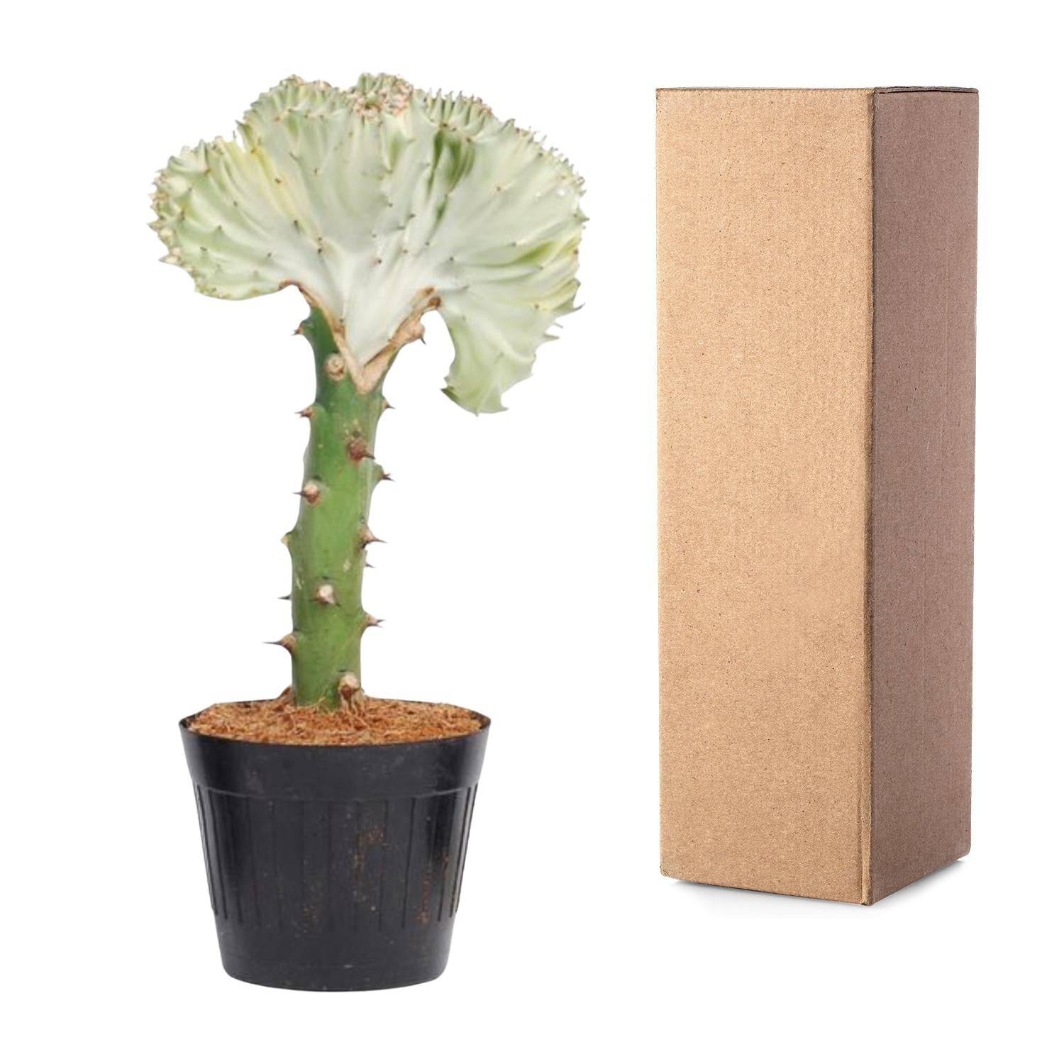 Euphorbia lactea cristata weiß – 30 cm – Ø10,5 - Botanic-Vibes