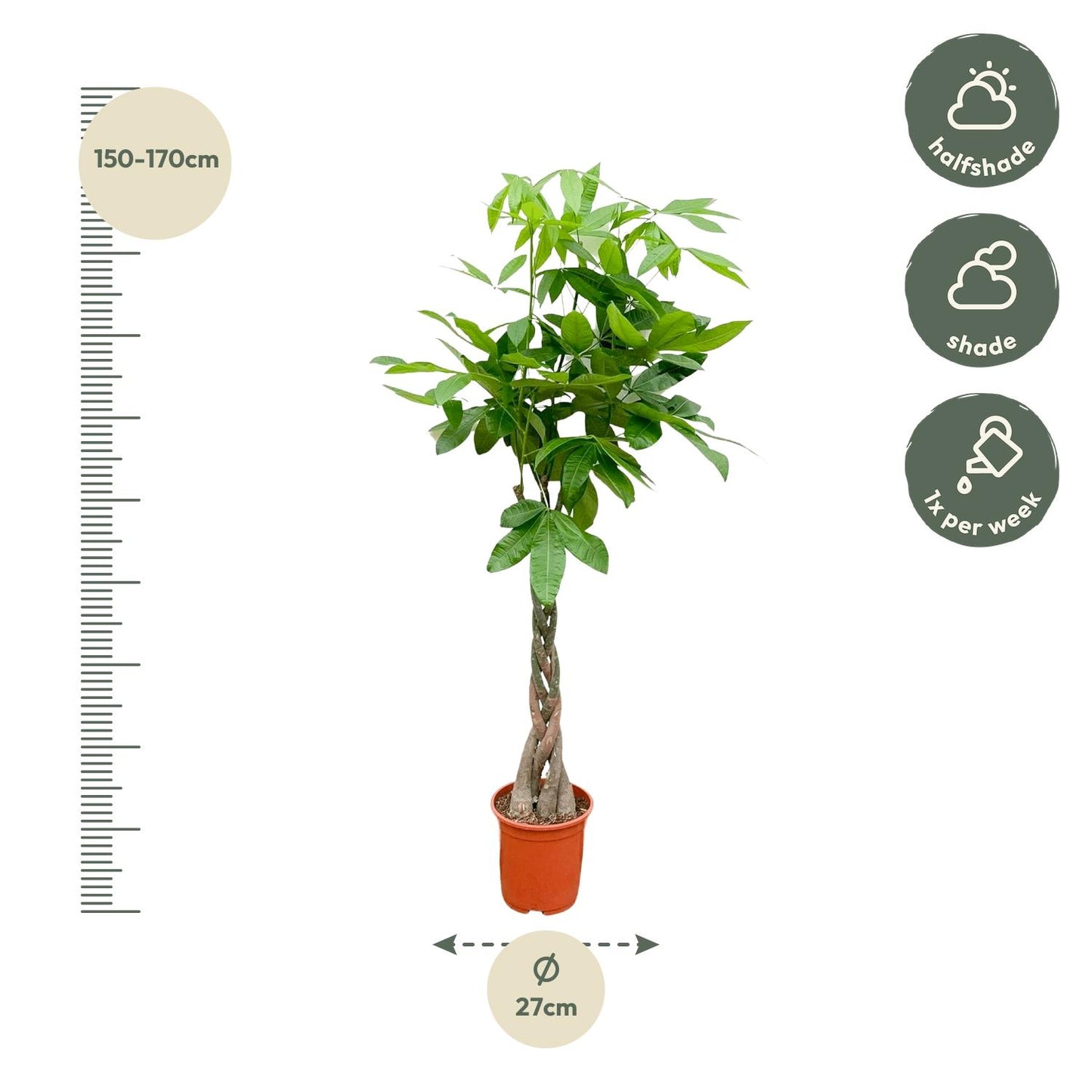 Pachira aquatica – 140 cm – Ø27