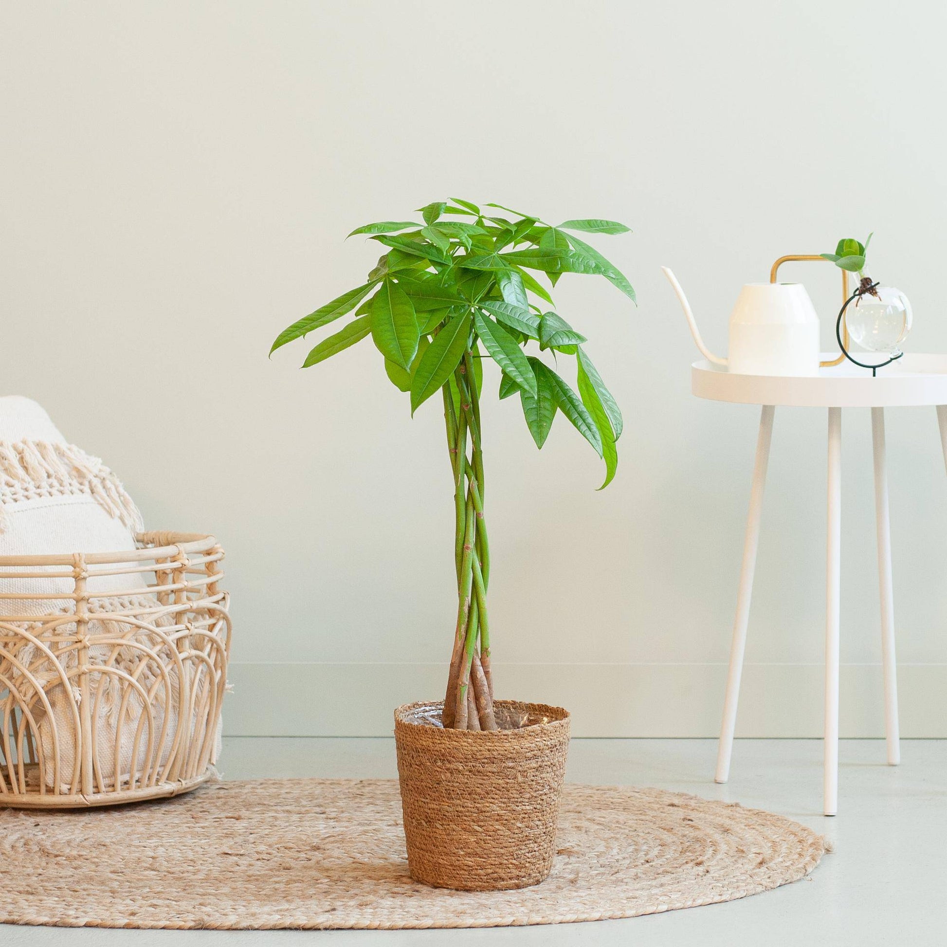 Pachira Aquatica mit Sofia-Korb natur  - 80cm - Ø21 - Botanic-Vibes