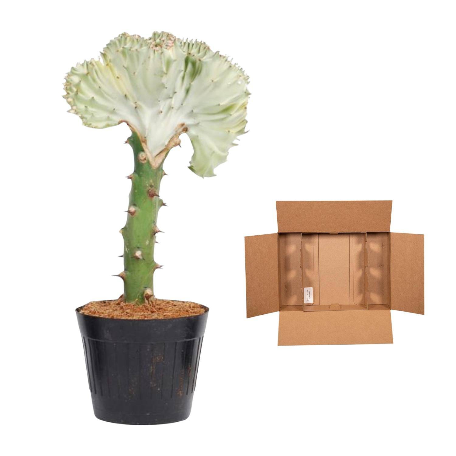 Euphorbia lactea cristata weiß – 35 cm – Ø12 - Botanic-Vibes