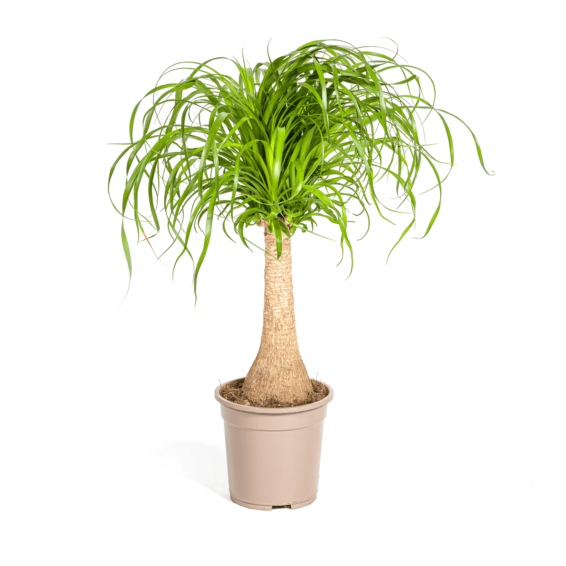 Beaucarnea Recurvata Stamm Ø21cm - ↕60 - 80cm - Botanic-Vibes