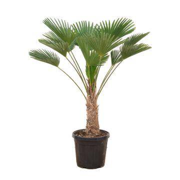 Trachycarpus wagnerianus – 130cm - Botanic-Vibes