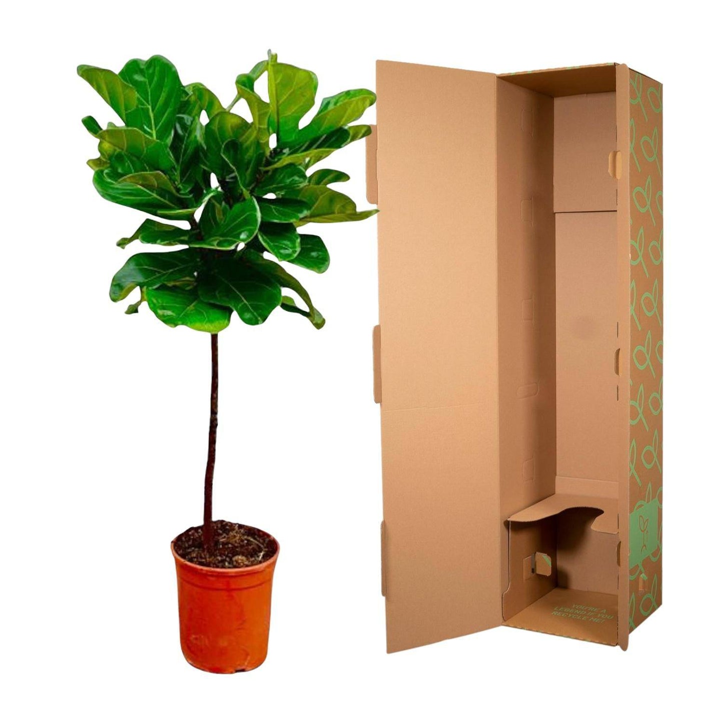 Ficus Lyrata Stamm – 130 cm – Ø24 - Botanic-Vibes