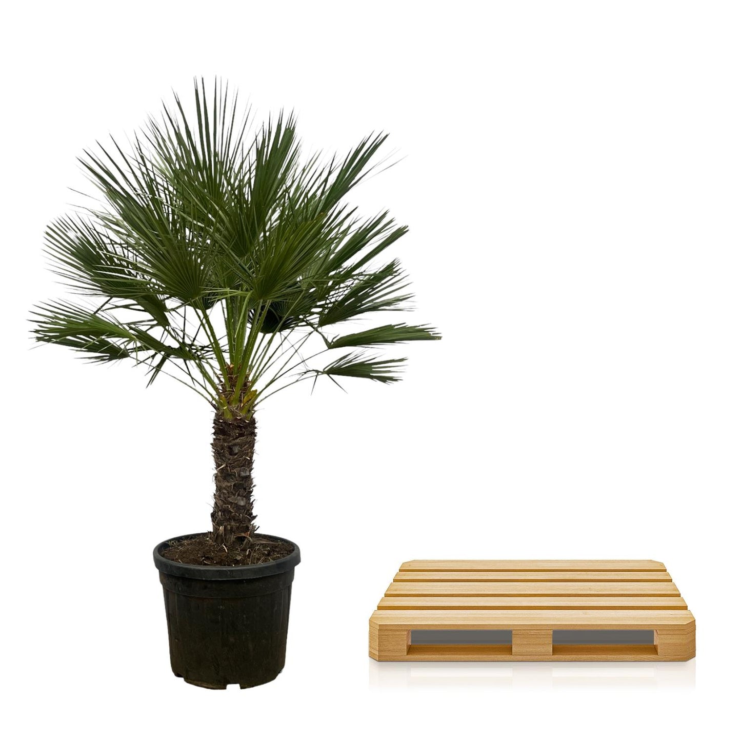 Chamaerops humilis auf Stamm – 150 cm – Ø45