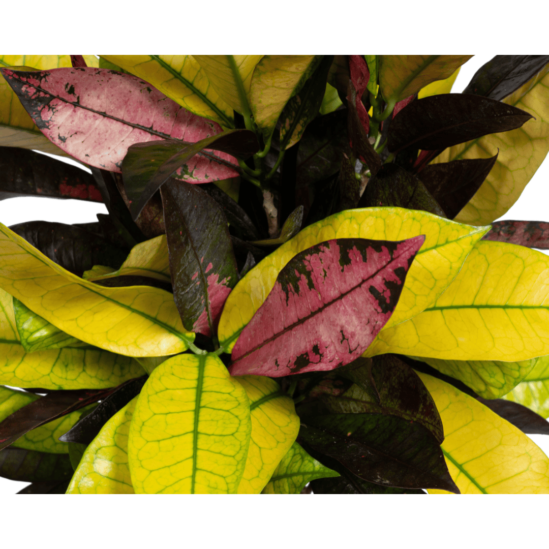Codiaeum 'Croton' Iceton Ø17cm - ↕40 - 60cm - Botanic-Vibes