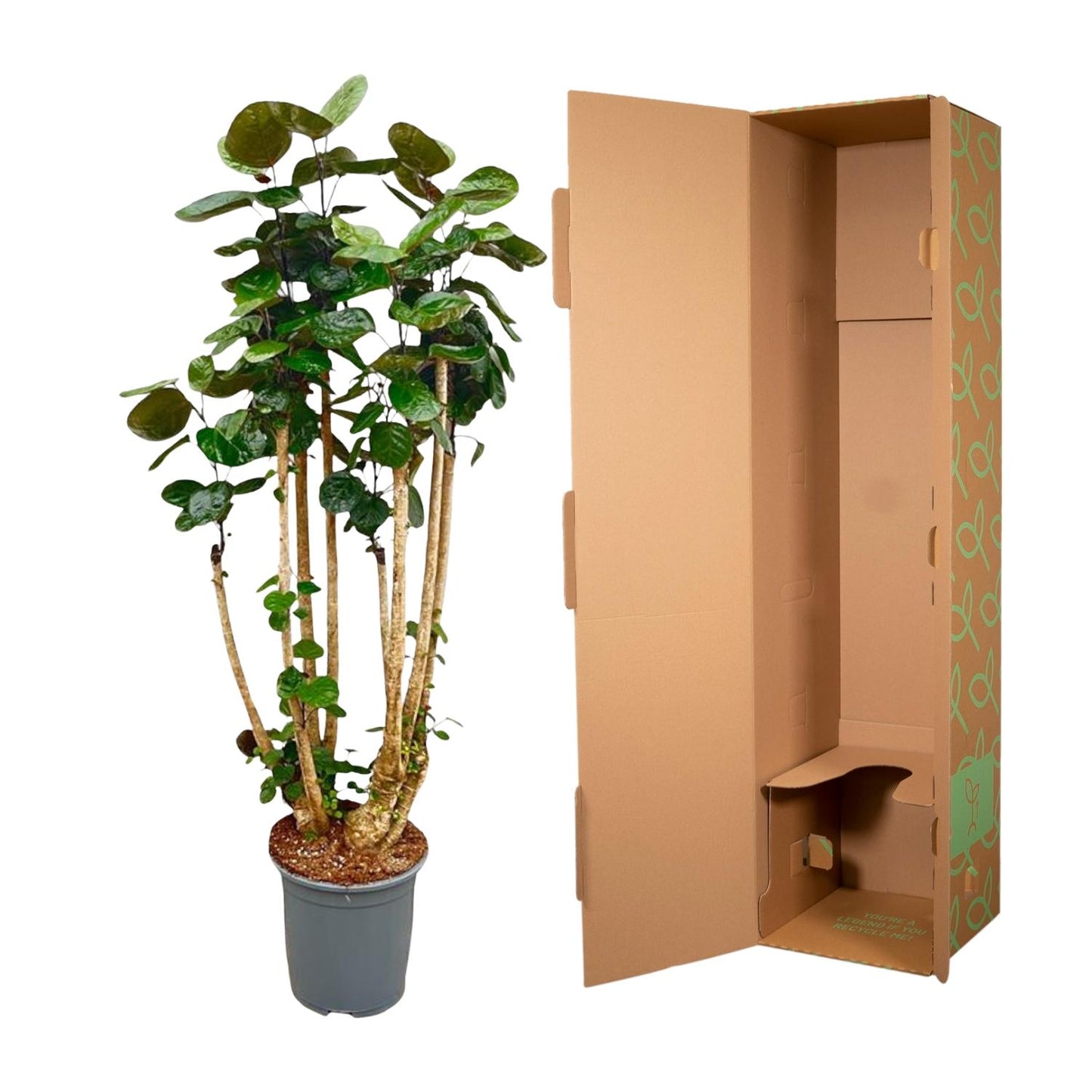 Polysicas Fabian XXL – 160 cm – Ø30