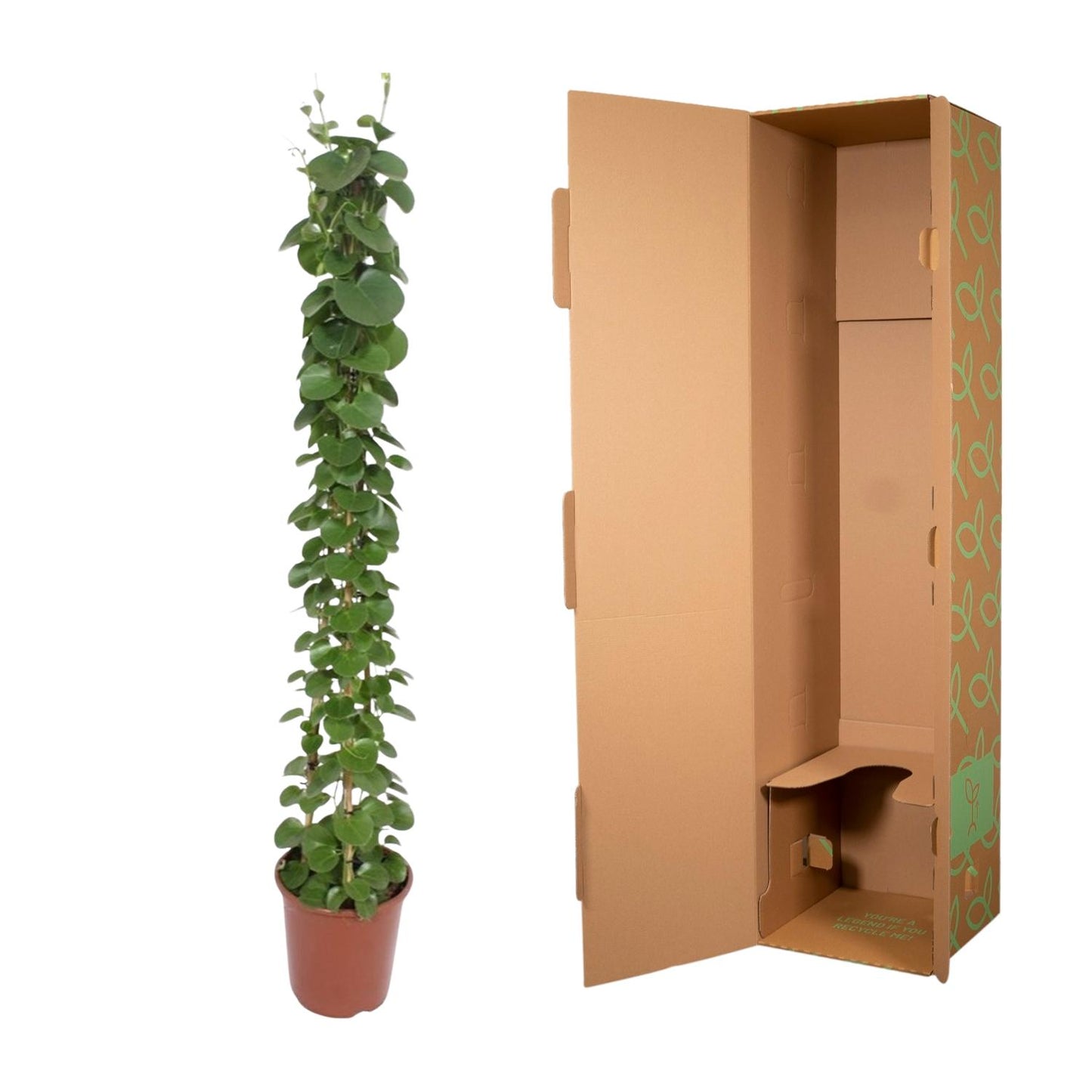 Cissus rotundifolia Pyramide – 160 cm – Ø27