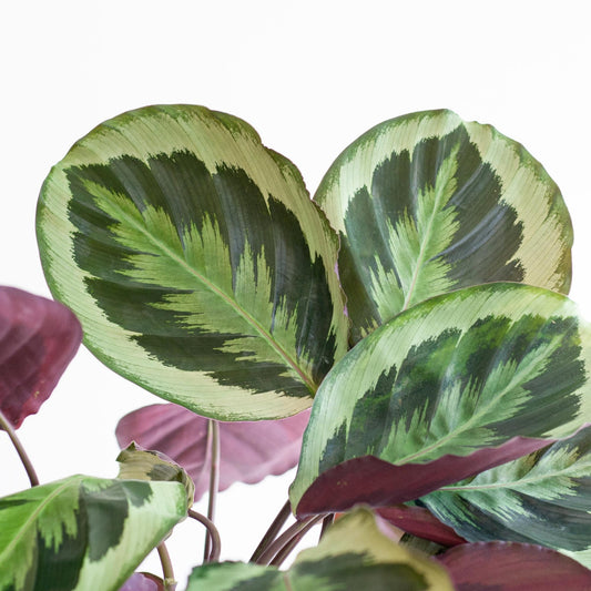 Calathea Medaillon mit Sofia-Korb natur - 65cm - Ø21 - Botanic-Vibes