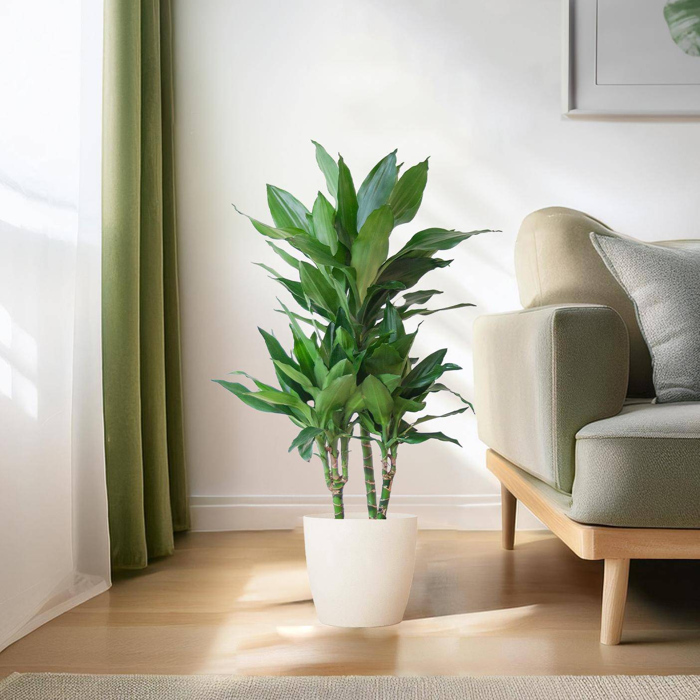 Dracaena  Janet Lindt mit Viber Weiß - 95cm - Ø21 - Botanic-Vibes
