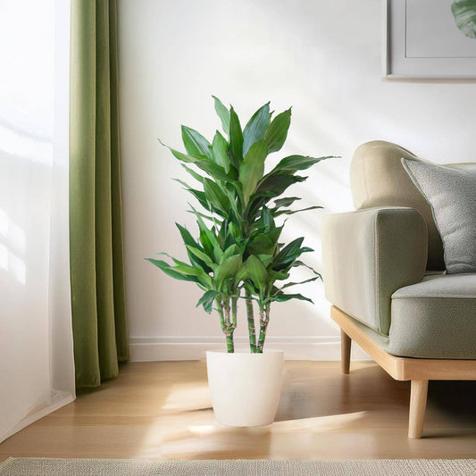 Dracaena  Janet Lindt mit Viber Weiß - 95cm - Ø21 - Botanic-Vibes