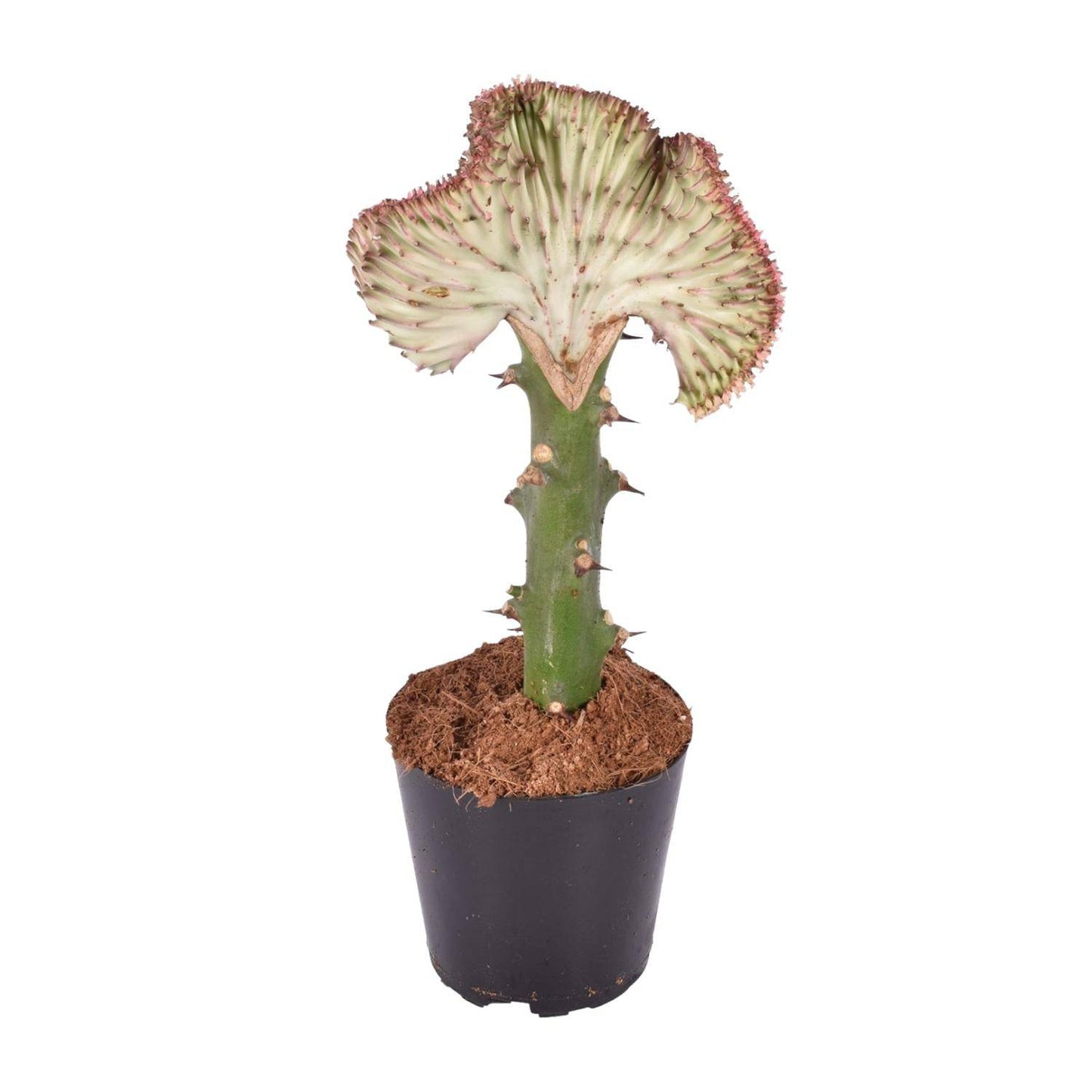 Euphorbia lactea cristata rot – 30 cm – Ø10,5 - Botanic-Vibes