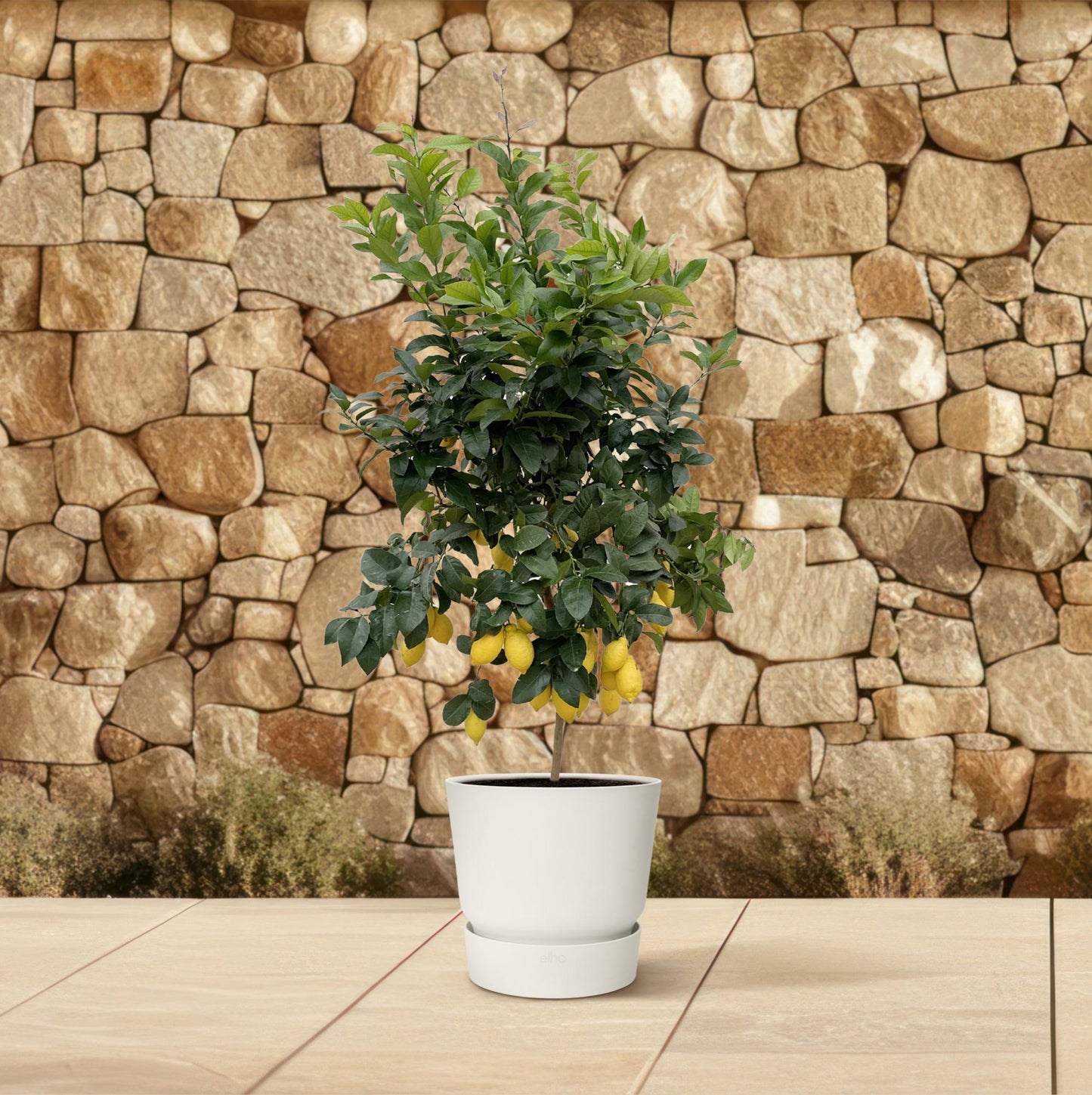 Citrus Lemon – 200 cm – Ø40