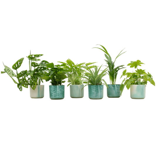Überraschungsbox – 6 pflanzen inkl. elho ocean round pazifikgrün Ø14 - Botanic-Vibes