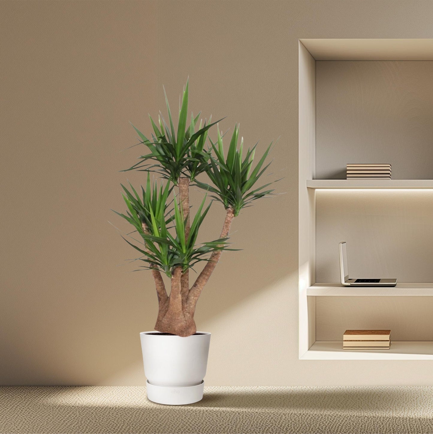 Yucca Elephantipes vertakt – 170 cm – Ø45